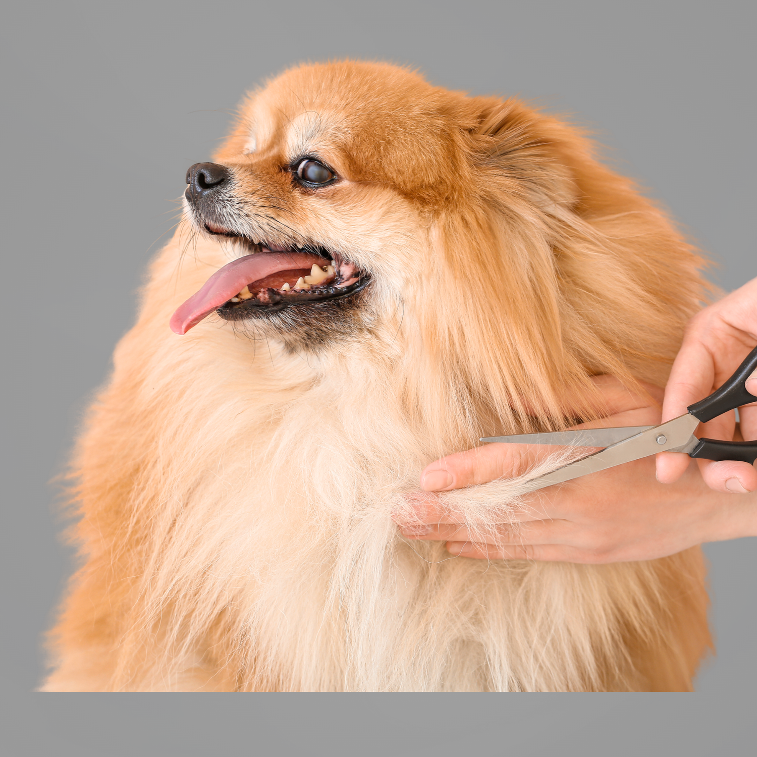 Pet Grooming
