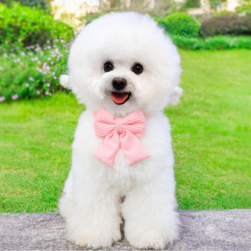 Dog wearing pink bow tie collar