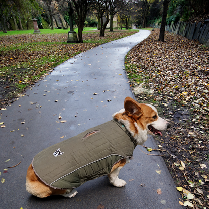 Corgi wearing an olive green quilted dog winter coat with reflective piping and leash opening on a park pathway