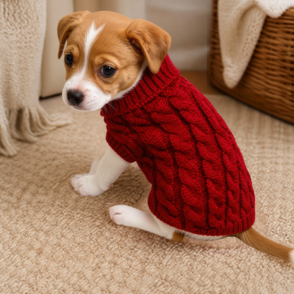 Small dog wearing a wine red cable knit sweater indoors