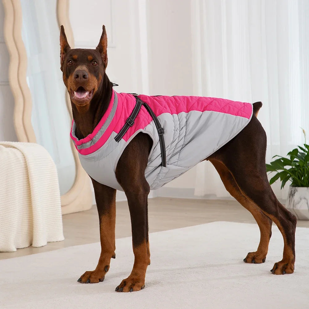 ✨ Doberman wearing pink/gray waterproof dog jacket – standing view