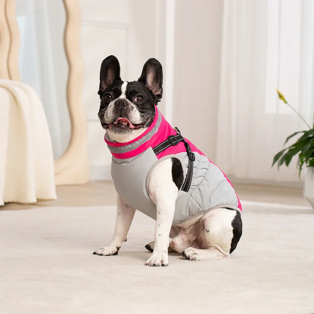 ✨ French Bulldog in pink/gray waterproof winter dog coat with harness – sitting view🐾